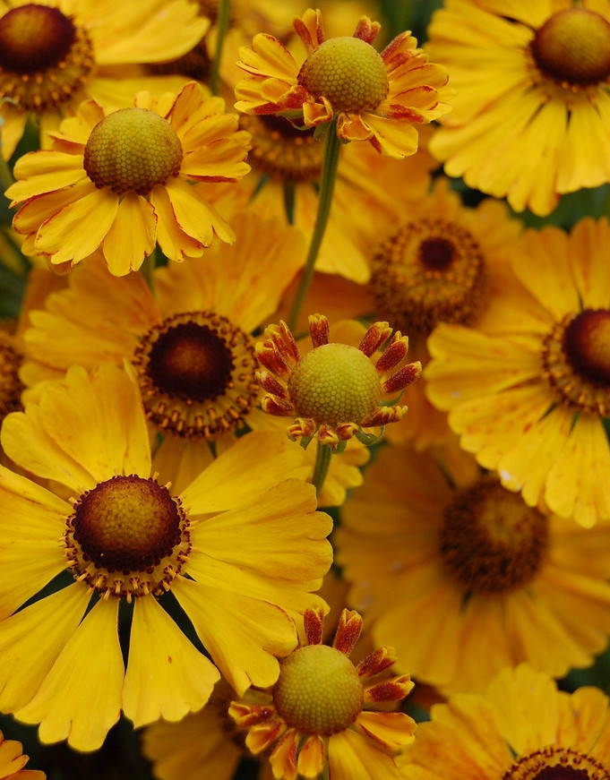 

Гелениум Кармен \ Helenium Carmen ( саженцы р9) Новинка