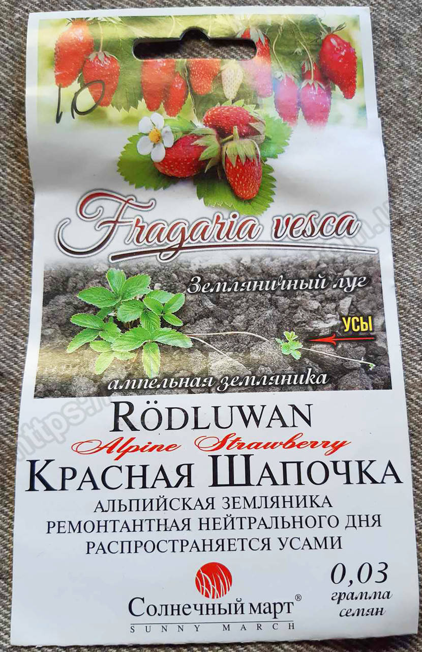 

Земляника Красная шапочка