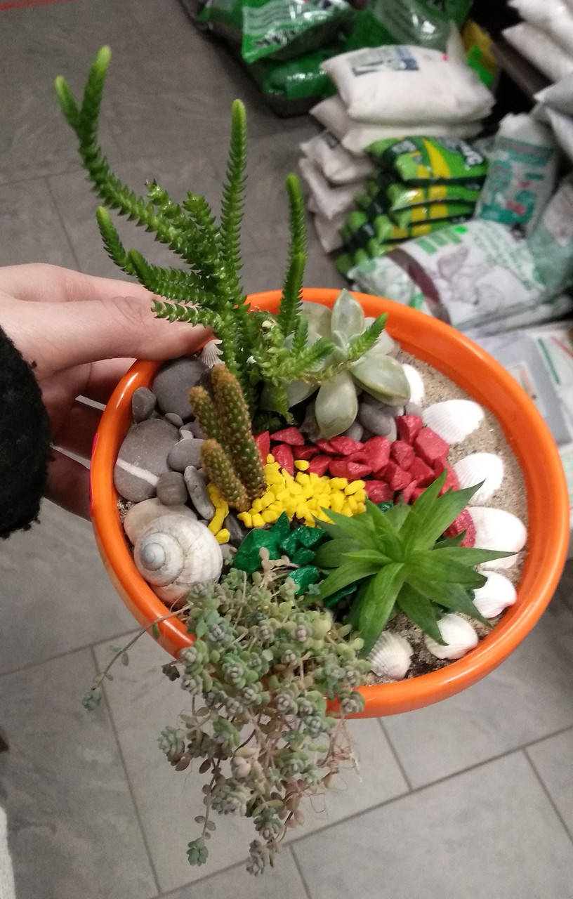 

Композиция из кактусов и суккулентов