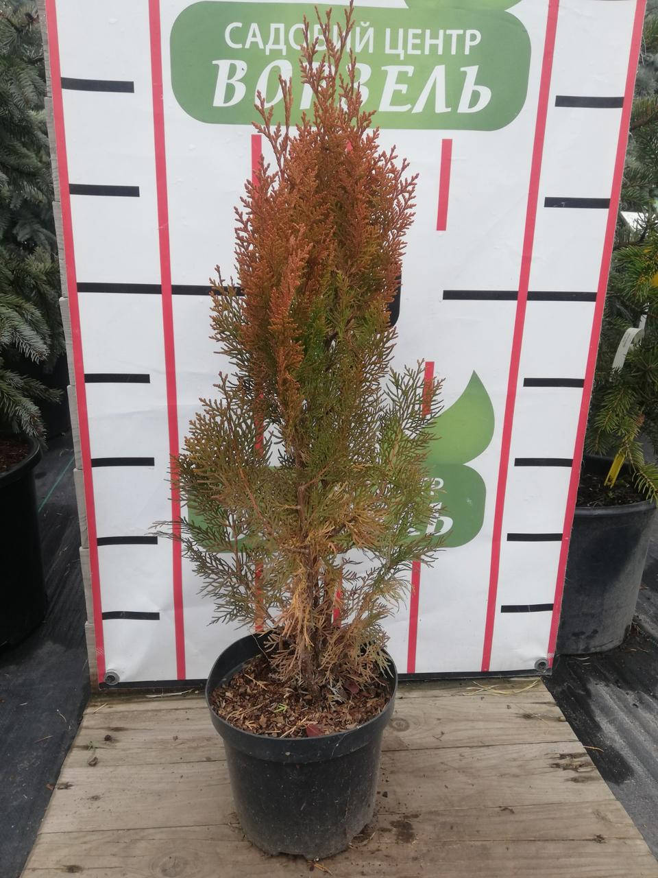 

Туя східна Ауреа Нана / Thuja / Platycladus orientalis Aurea Nana С3 /Н 40-50