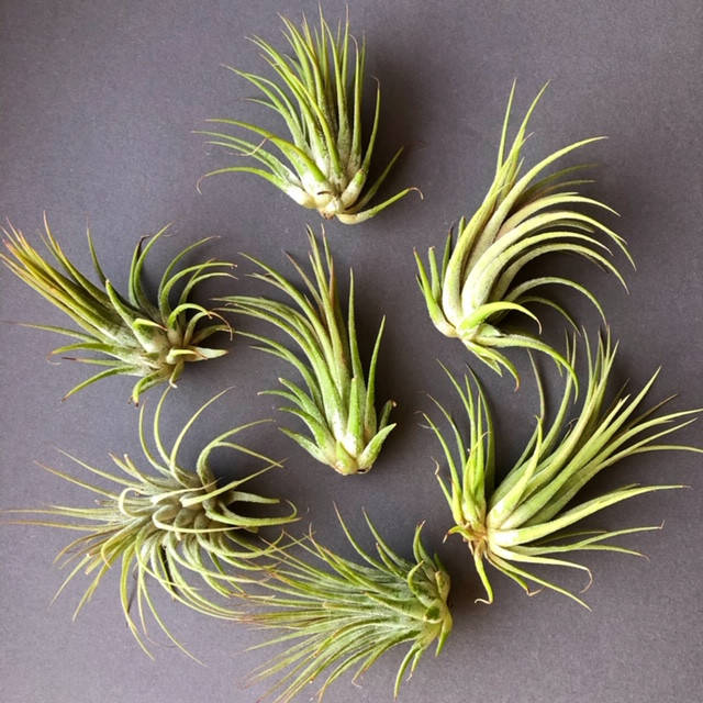 

Тилландсия атмосферная Ионанта (Tillandsia Ionantha) mix, Фиолетовый