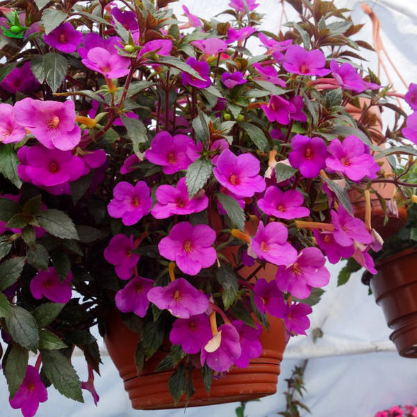 

Клубни Ахименес Vivid