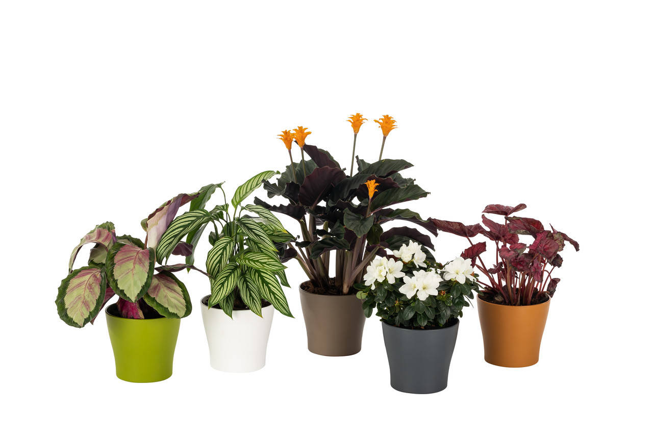 

Горшок для цветов Рoliwork Gardenya круглый 4,3 л 20 x 18 см, Цвет Светло-Зеленый