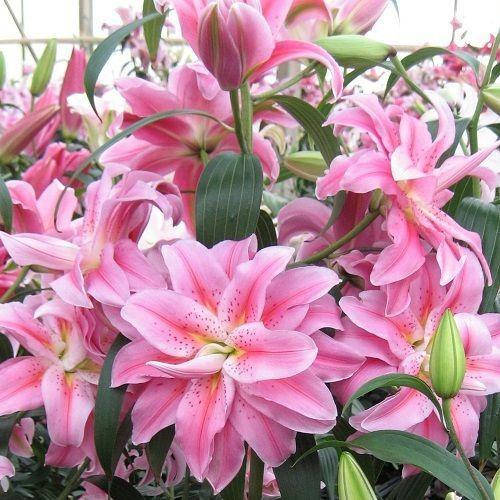 

Лилия Роузлили Фелиция (Roselily Felicia)
