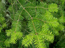 

Пихта Бальзамическая Ялиця Бальзамічна (Abies balsamea)