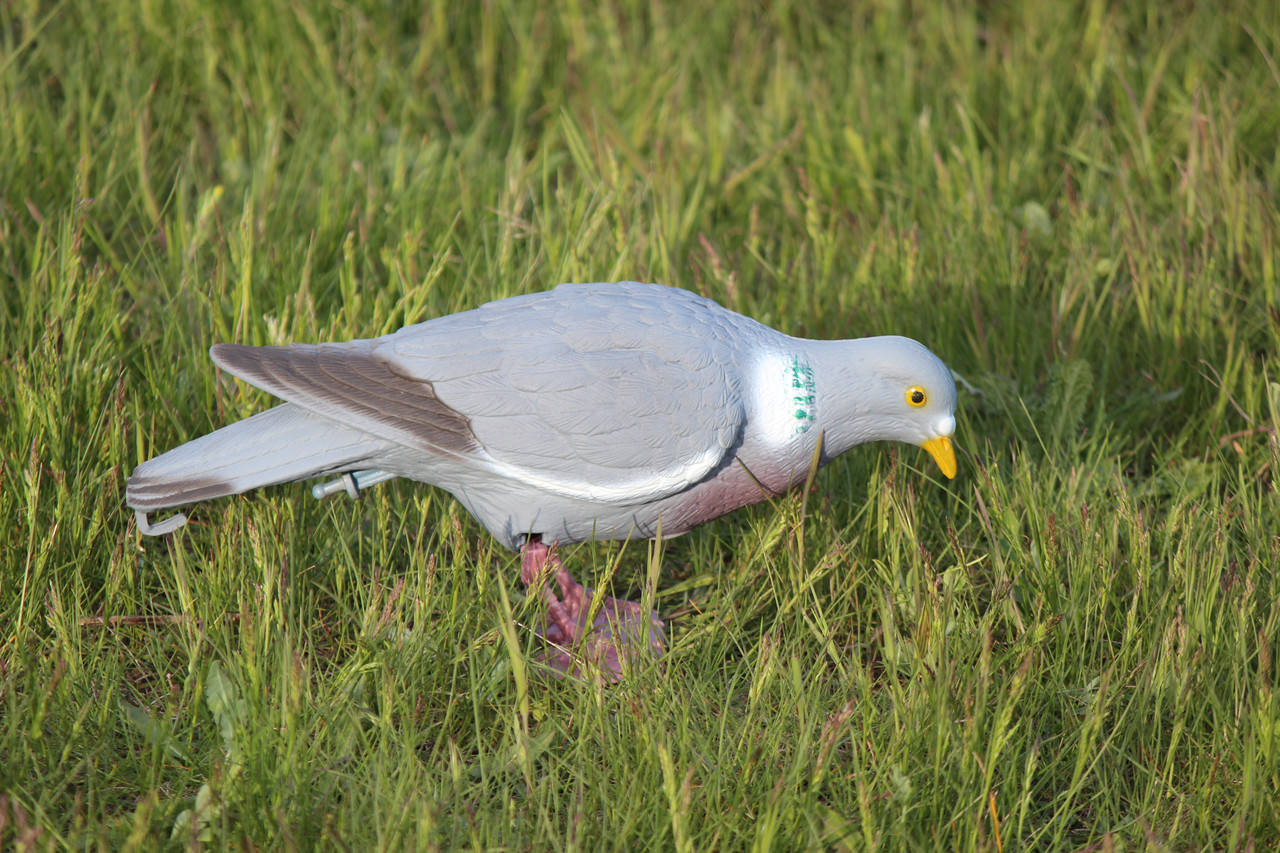 

Чучело кормящегося вяхиря (26-00F)