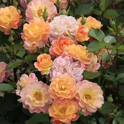 

Роза Bordure Camaieu (саженцы)