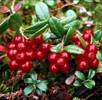 

Клюква Бергман