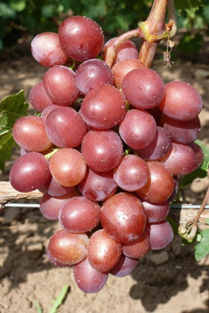 

Виноград ПЕРСТРЫЙ (саженцы привитые)