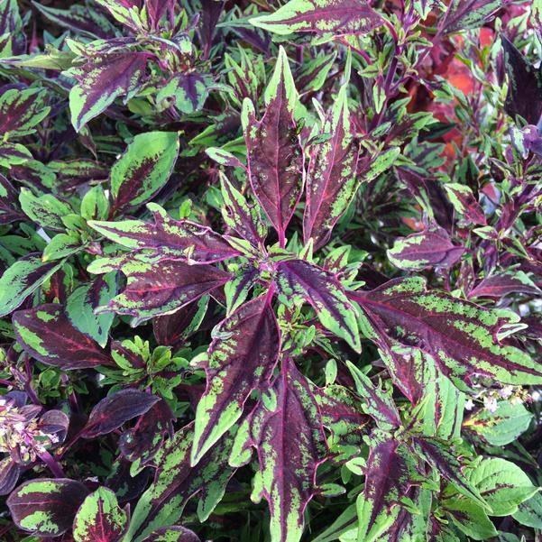 

Колеус Chili Pepper в горшке 0,25л