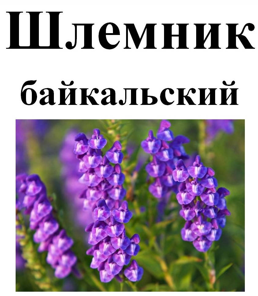 

Шлемник байкальский корень, 25 грамм