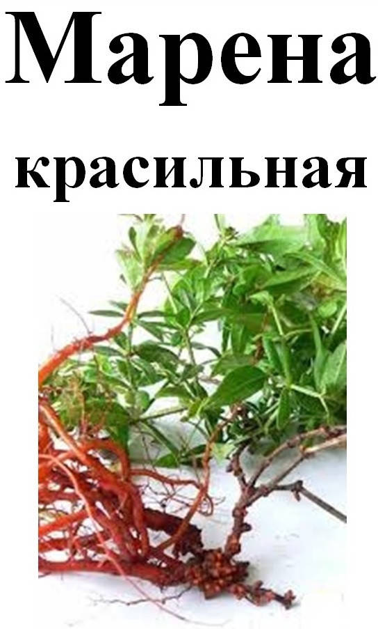 

Марена красильная корень, 50 грамм
