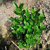 

Саджанці вічнозеленого самшиту (2-4 річні)