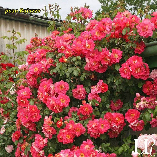 

Rosa 'Bajazzo' (Бажаззо)