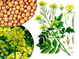 

Семена Горчица белая сидерат