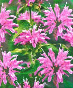 

Семена монарды (имп)