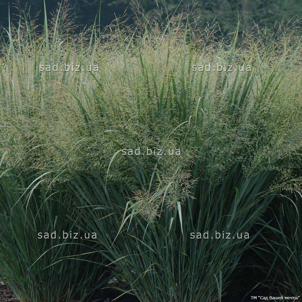 

Просо прутьевидное 'Strictum'. Контейнер 3 л