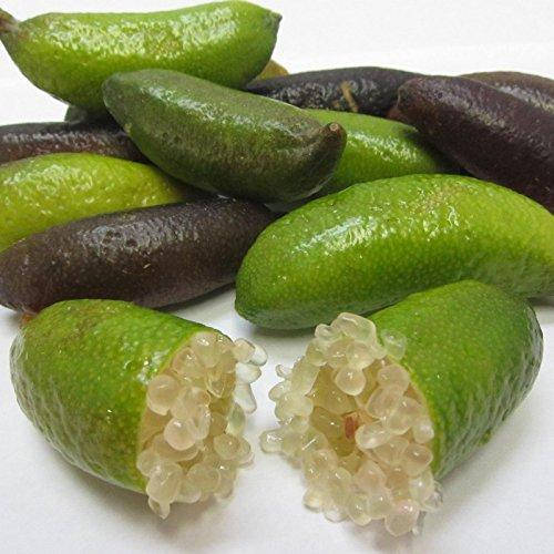 

Лайм Папуана (Microcitrus Papuana) до 20 см. Комнатный