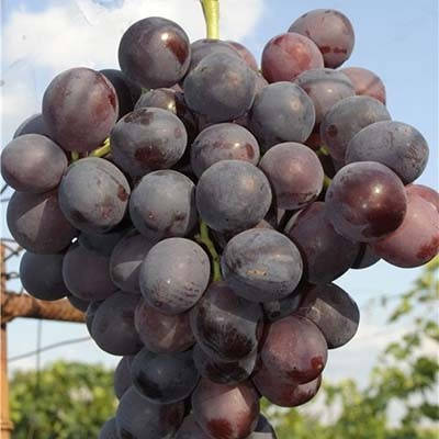 

Виноград Нина (саженцы)