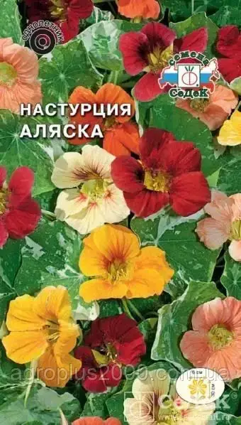 

Семена Настурция низкорослая Аляска Смесь 1 грамм Седек, Разные цвета