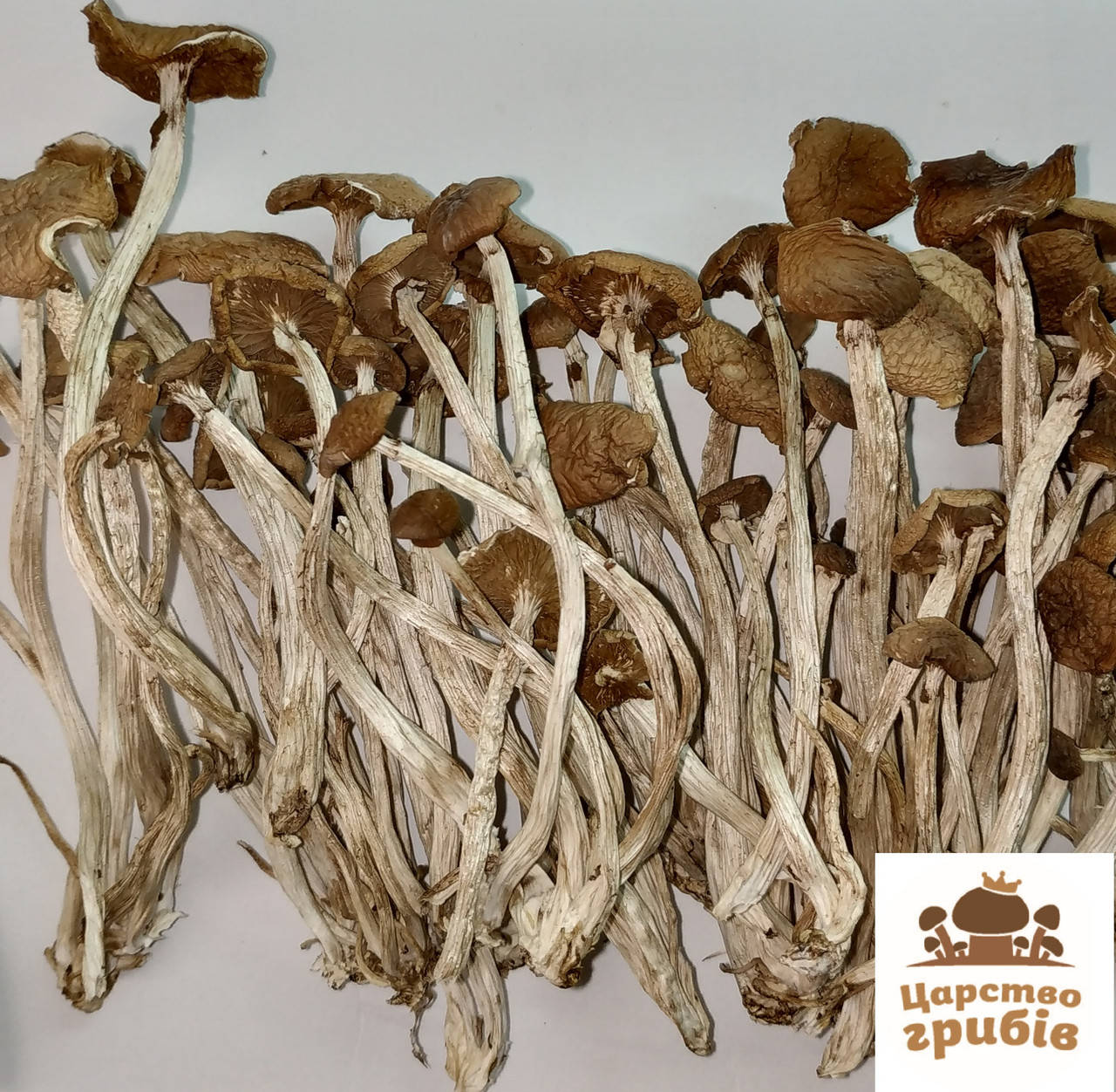 

Сушеный Опенок Тополиный (Cyclocybe aegerita)