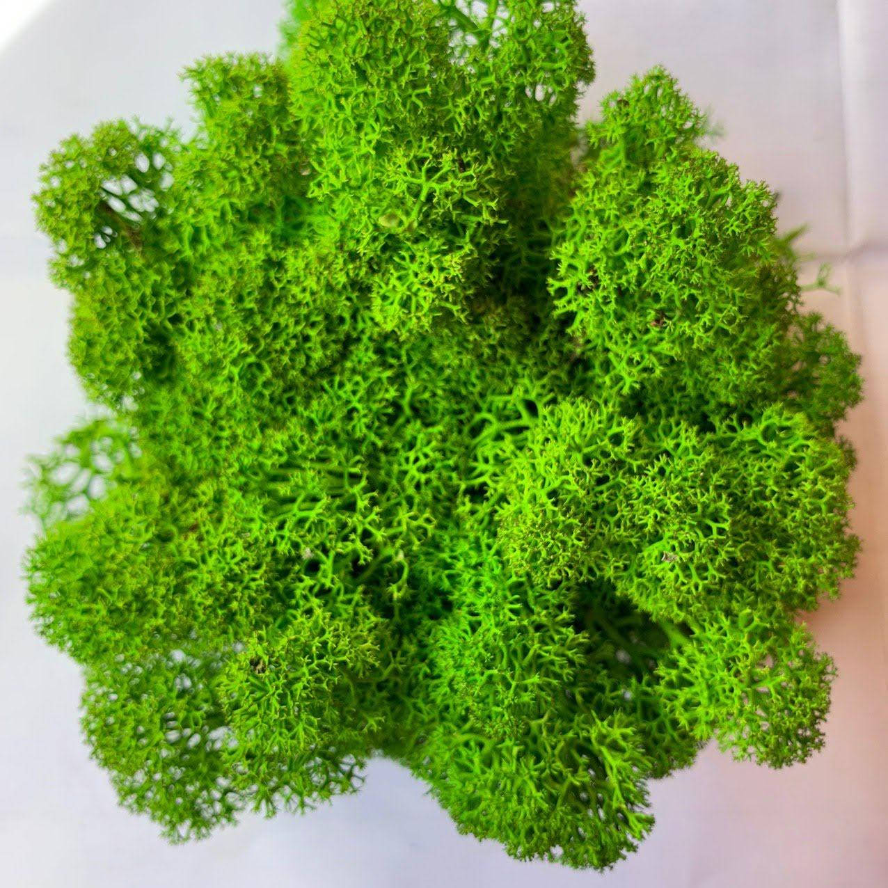 

Стабилизированный мох Green Ecco Moss cкандинавский мох ягель Light Green 0.5 кг