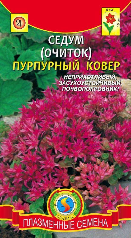 

Седум (Очиток) Пурпурный ковер 100 шт (Плазменные семена)