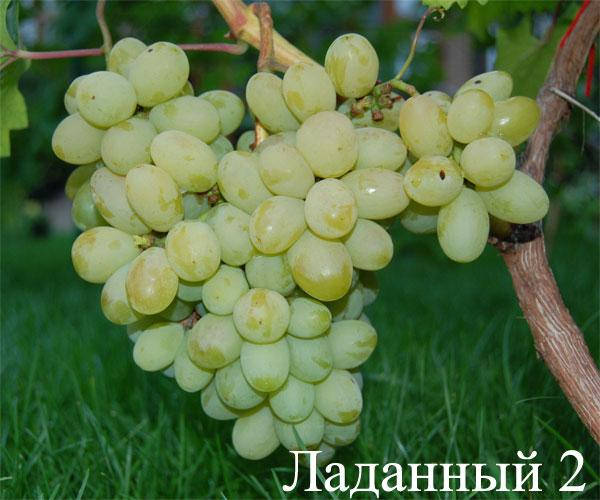 

Саженцы винограда Ладанный-2