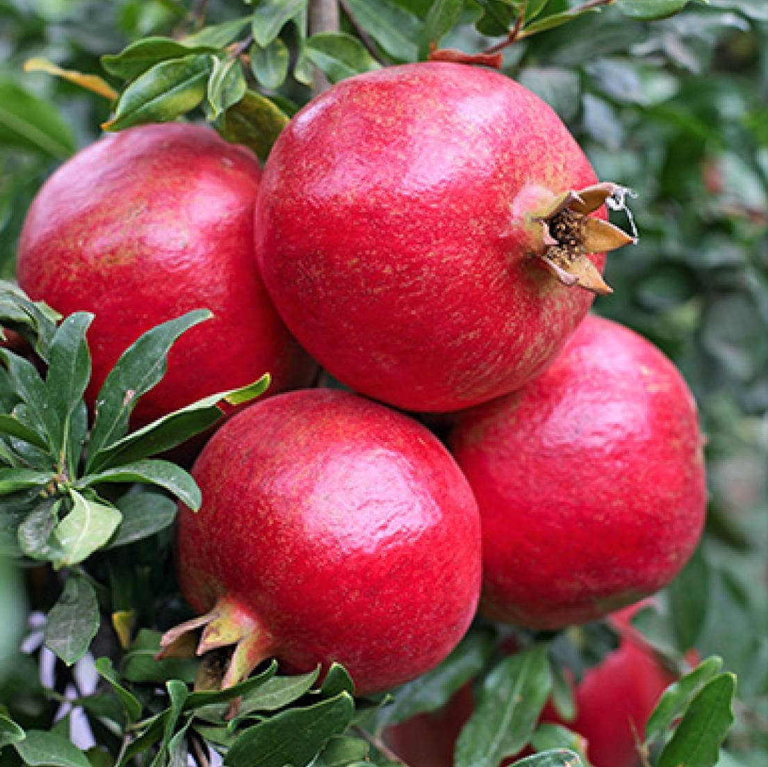 

Саженцы граната Лод-Жуар - среднего срока созревания, неприхотливый, зимостойкий