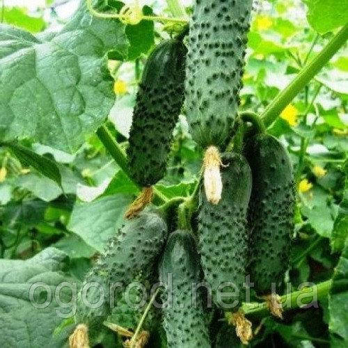 

Ленара 10 шт семена огурца Rijk Zwaan Голландия