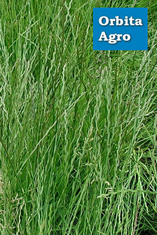 

Семена Райграса Генриетта, Зелёный