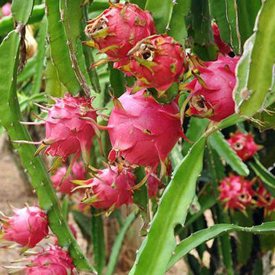 

Питахайя (Pitahaya) Красная черенкован. 20-25 см. Комнатный, Красный