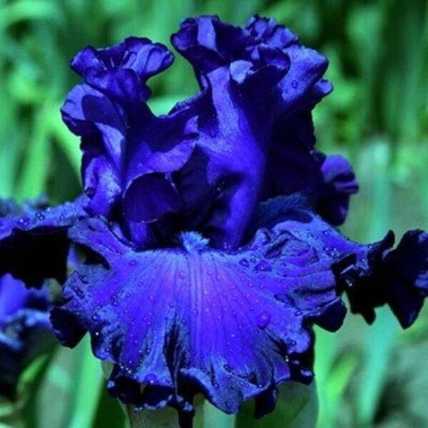 

Ирис бородатый Mountain Majesty (корневища)