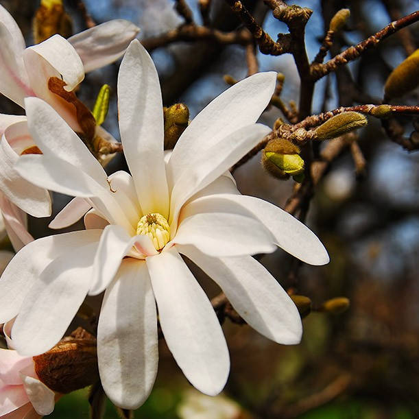 

Магнолия звездчатая (рассада), Magnolia stellata