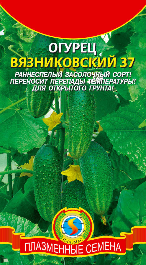 

Огурец Вязниковский 37 15 шт (Плазменные семена)