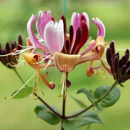 

Жимолость каприфоль, Lonicera caprifolium