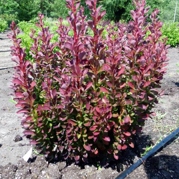 

Саженец Барбарис тунберга Red Pillar 0,5 л