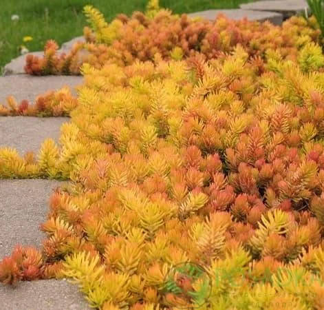 

Очиток #11/ Седум Ангеліна /Sedum reflexum 'Angelina', горщик р9