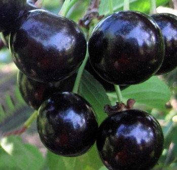 

Саженцы вишни АФРОДИТА