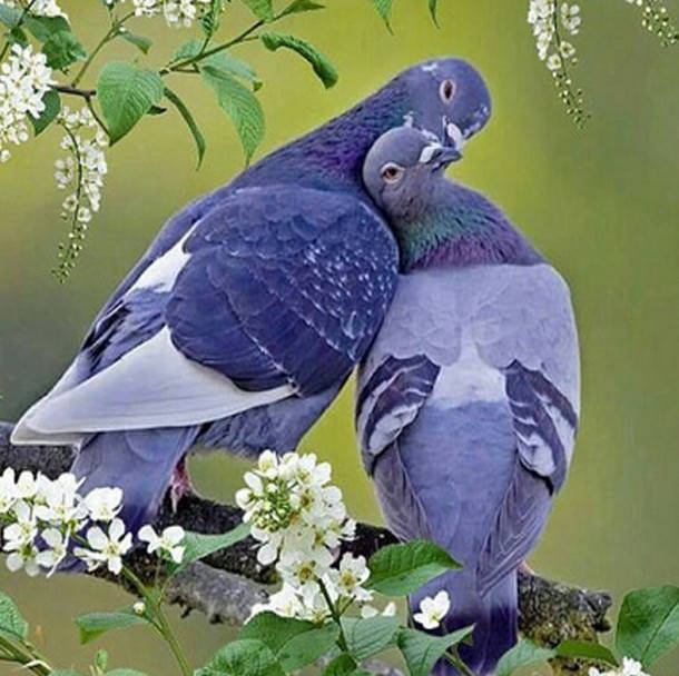 

Алмазная вышивка" Влюбленные голуби",дерево,экзотика,частичная выкладка ,мозаика 5d, наборы 30х30 см