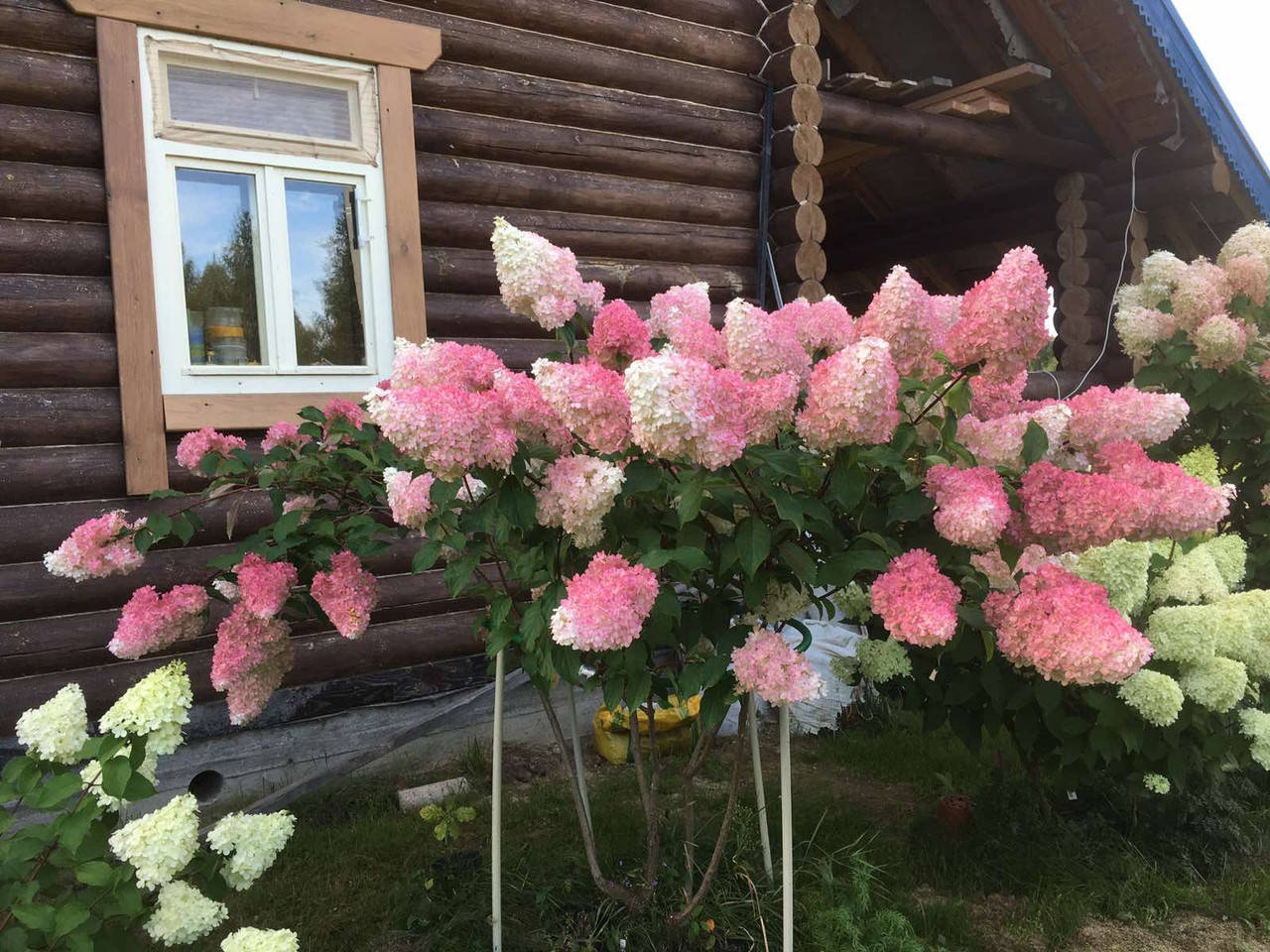 

Метельчатая гортензия Ванила Фрейз на штамбе 70-90