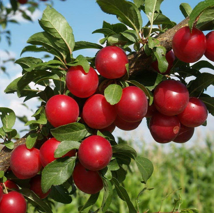 

Слива Старкинг Делишес. (ввв). Подвой пумиселект