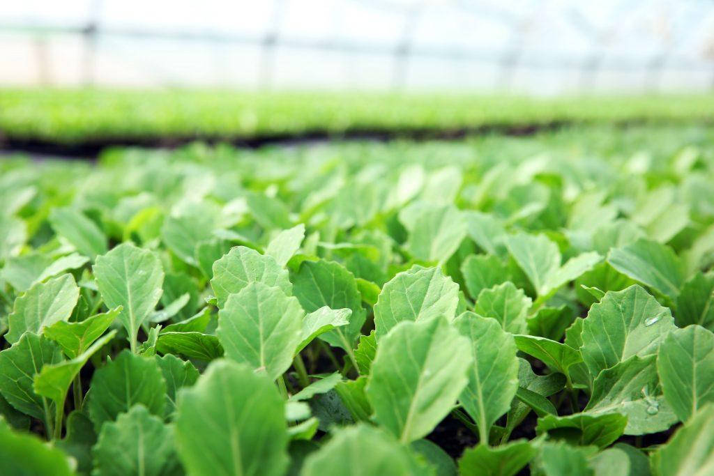 

Продам семена капусты Княгиня Ольга весовые оптом от производителя на микрозелень