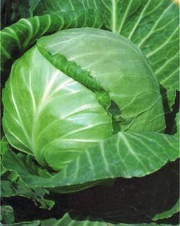 

Семена капусты Украинская осень