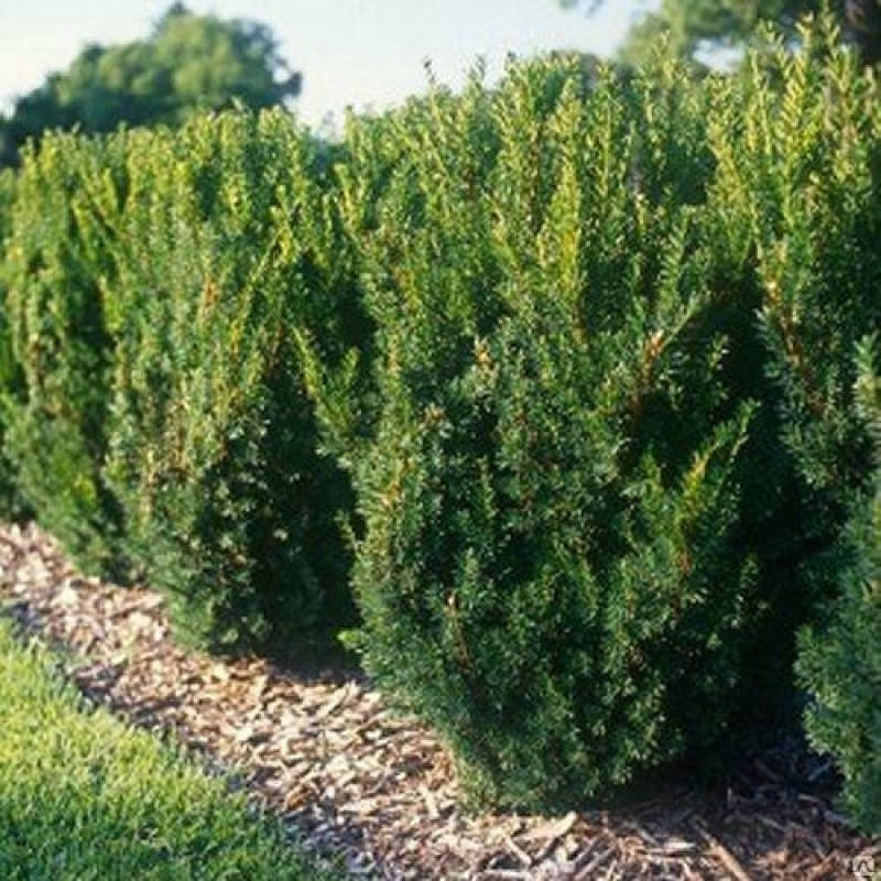 

Тис середній Hicksii 3 річний, Тис средний Хиксии, Taxus media Hicksii