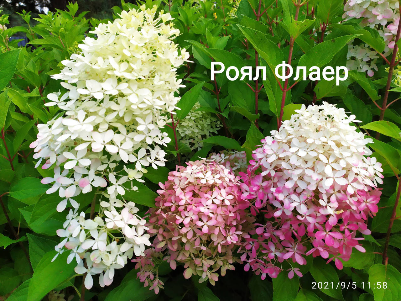 

Саженцы гортензии метельчатой Роял Флаер (Living Royal Flower) в конт. 1л