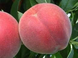 

Персик Алибланка (Aliblanca)(поздний)