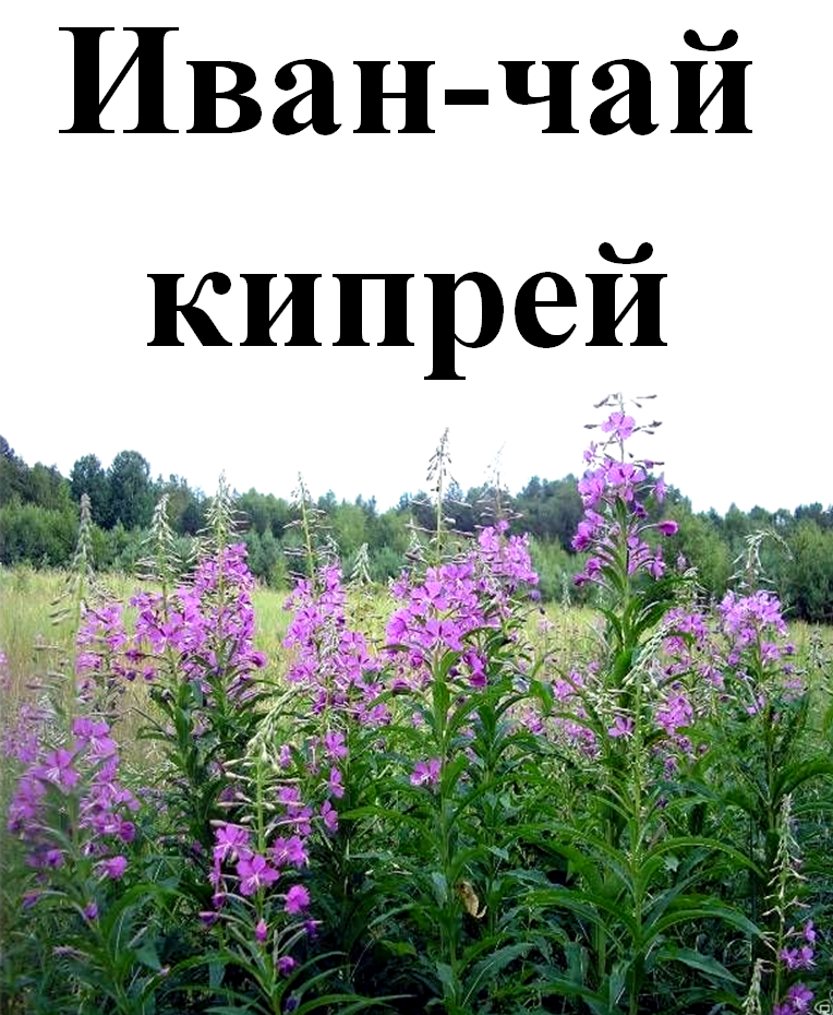

Иван-чай кипрей трава, 50 грамм