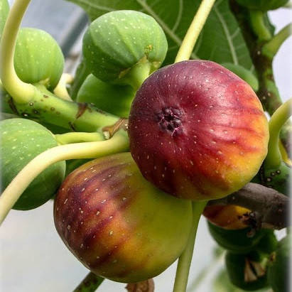 

Саженцы инжира OLYMPIAN раннего срока созревания