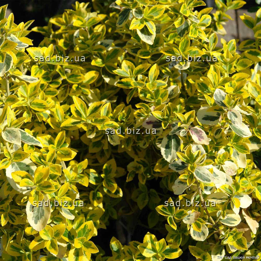 

Бересклет Форчуна 'Emerald'n Gold'. Контейнер 0,5 л